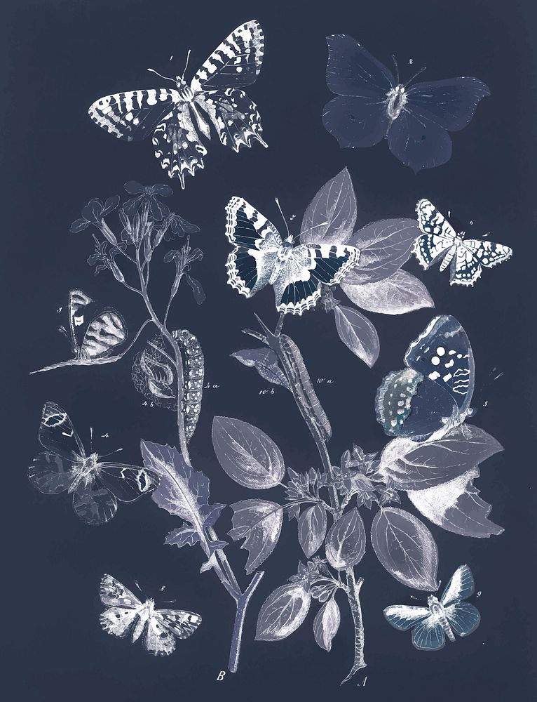 Butterflies and moths vintage vector, remix from original painting by William Forsell Kirby