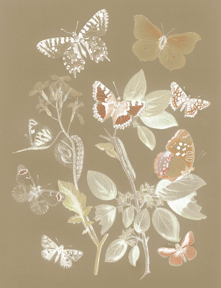 Butterflies and moths vintage design, remix from original painting by William Forsell Kirby