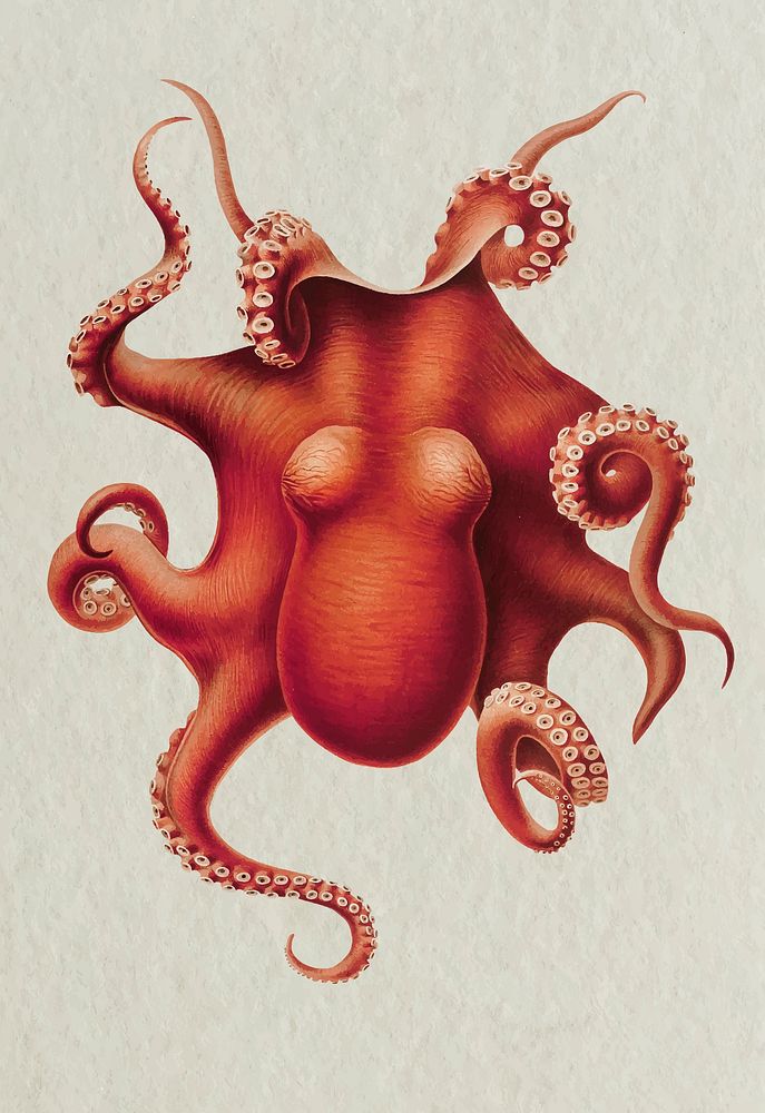 Vintage Octopus vector, remix from original painting by Carl Chun