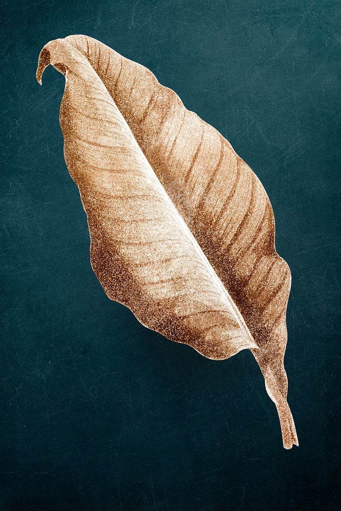 Golden Canna leaf vintage illustration, remix from original artwork.