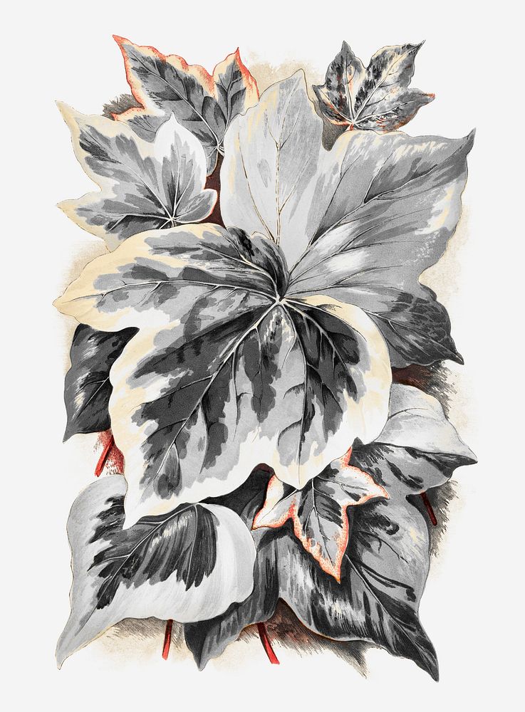 Various Ivy leaves from The Ivy vintage illustration, remix from original artwork.