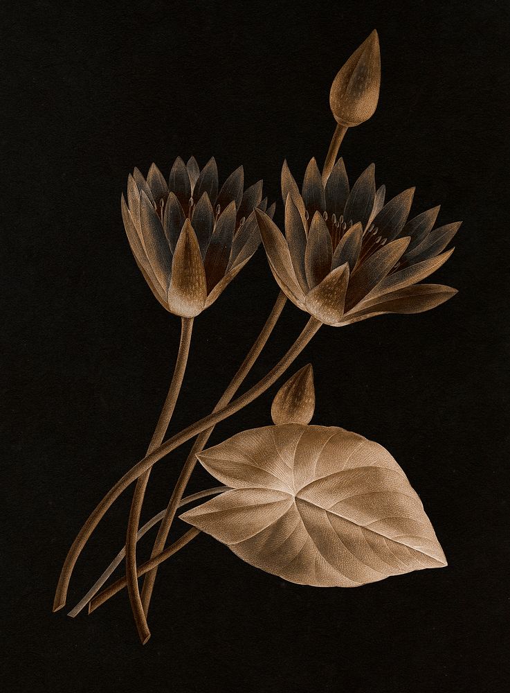 Egyptian lotus vintage illustration, remix from original artwork of Pierre-Joseph Redout&eacute;.