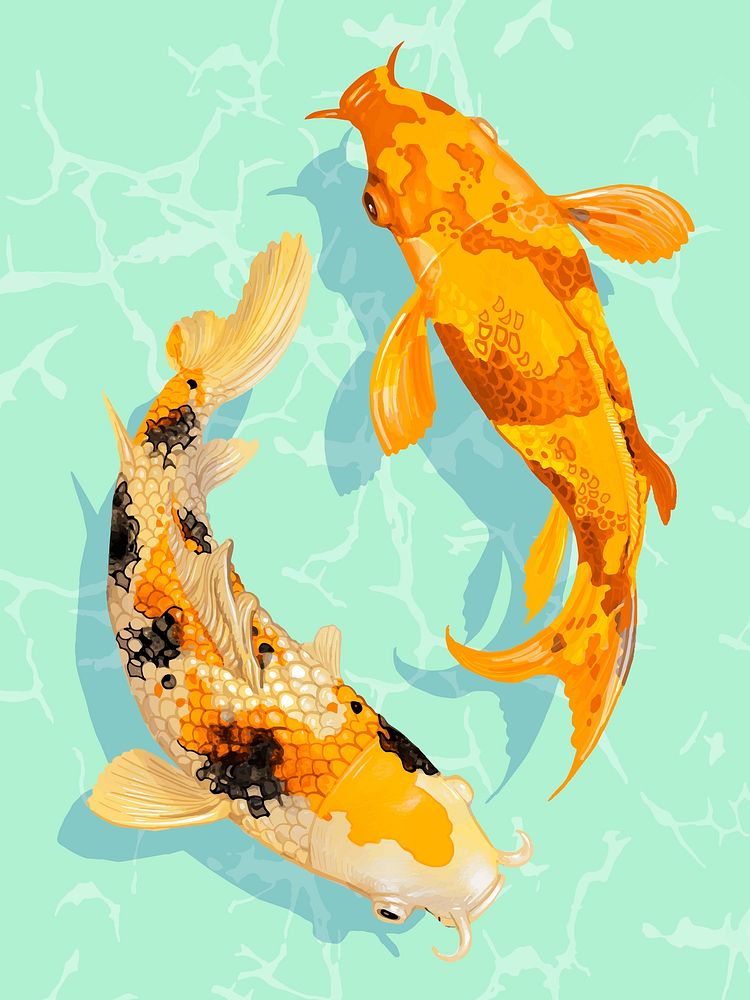 Two Japanese Koi fish swimming wall art print and poster vector