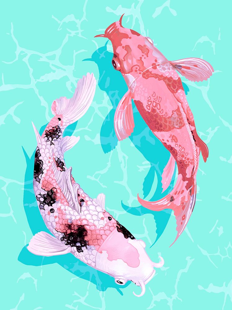 Two Japanese Koi fish swimming wall art print and poster