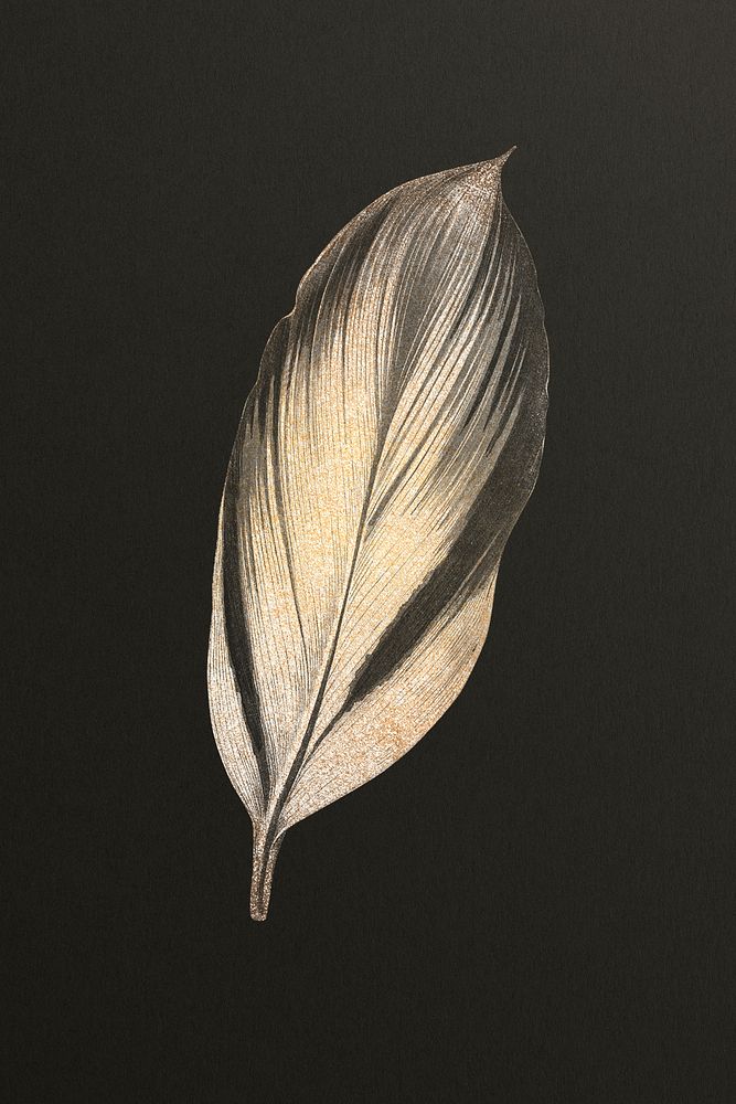 Golden dracaena recina leaf design resource 