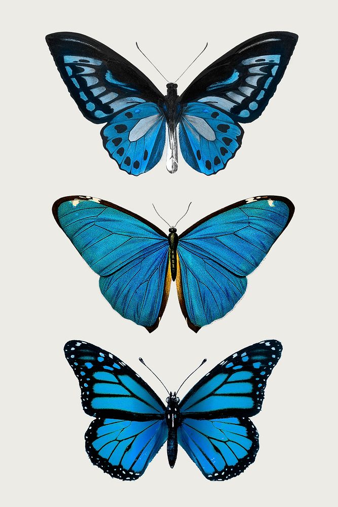 Vintage Common Blue butterflies illustration design element set