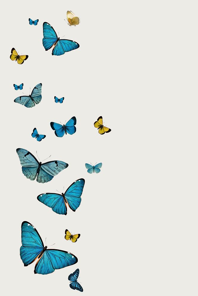 Vintage Common Blue butterflies illustrations with a copy space
