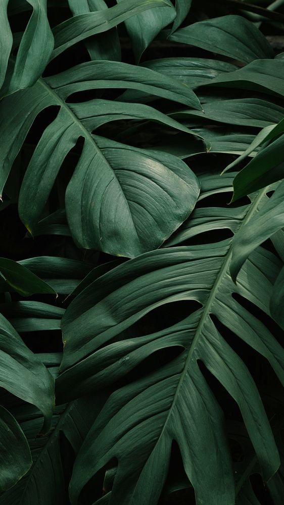 Monstera iphone background wallpaper, aesthetic HD nature image