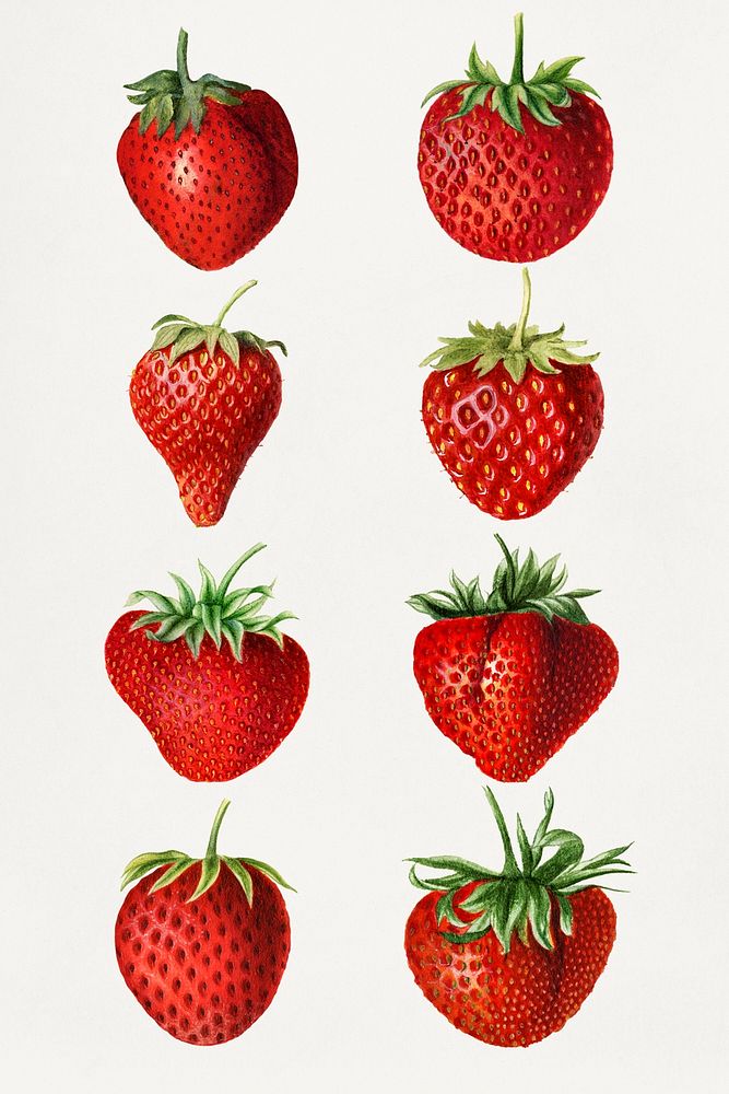 Detailed hand drawn fresh strawberry set