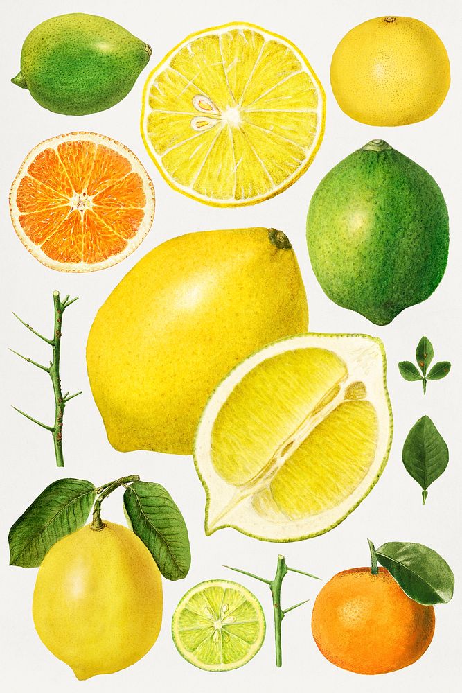 Hand drawn natural fresh mix citrus illustration