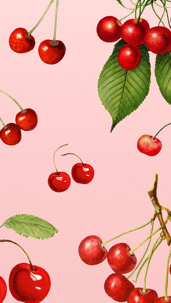 Hand drawn natural fresh red cherry on pink background illustration