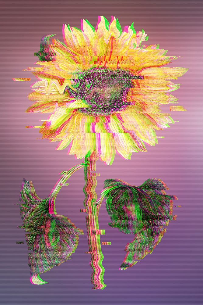 Sunflower with glitch effect design element