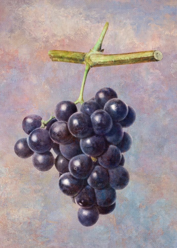 Bunch of purple grapes on a twig illustration