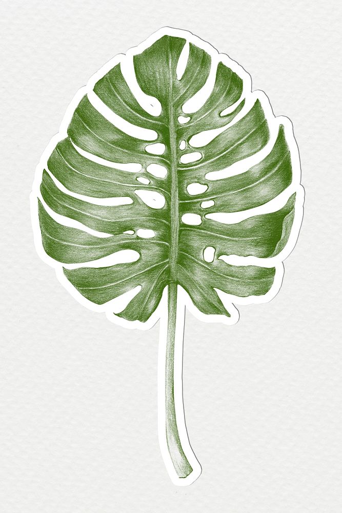 Green hand colored monstera leaf sticker illustration with white border