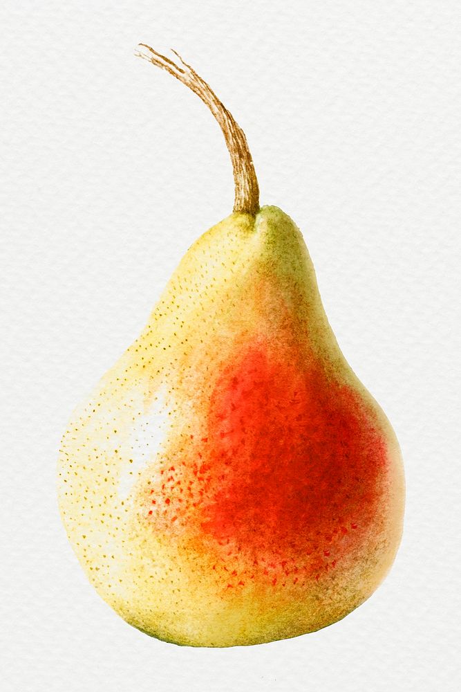 Hand drawn pear design element