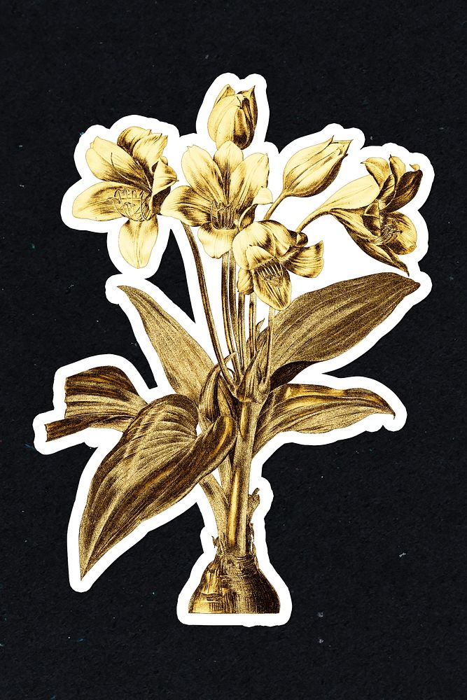 Gold Crinum giganteum sticker with a white border