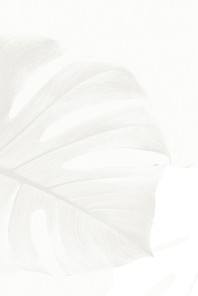 Monstera leaf on a white background design resource 