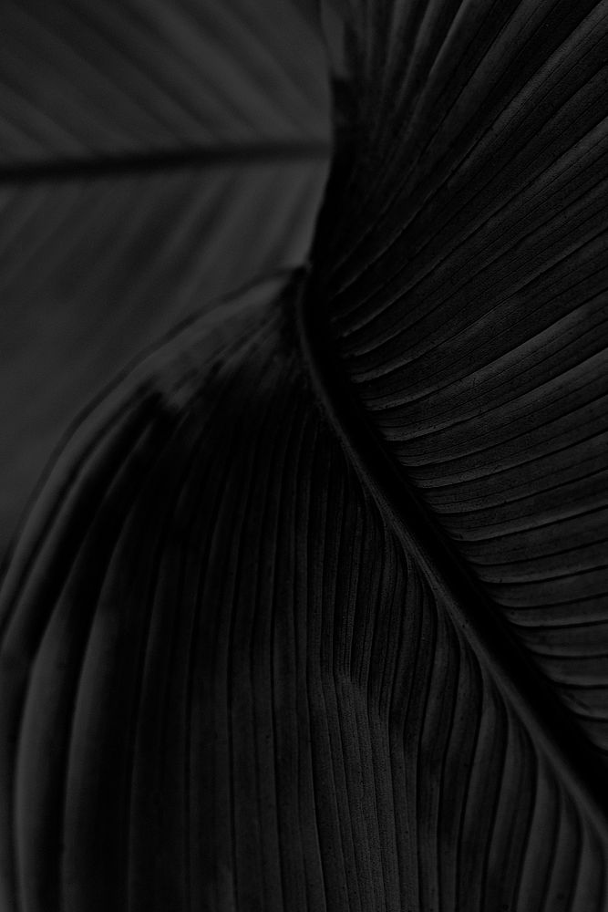 Bird of paradise leaf textured background design resource 