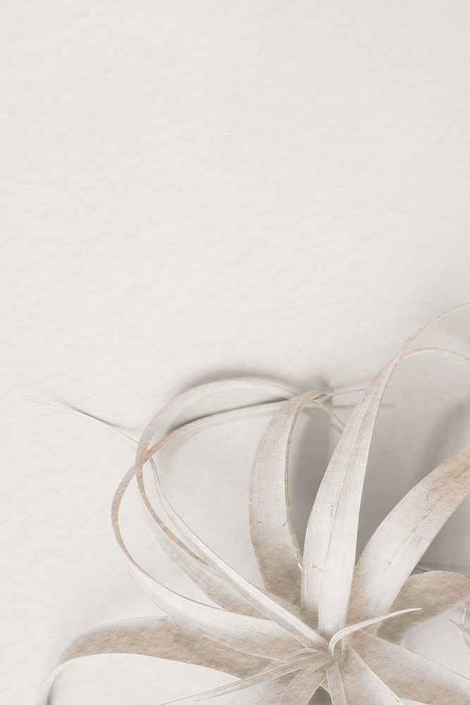 White tillandsia plant on a white background 