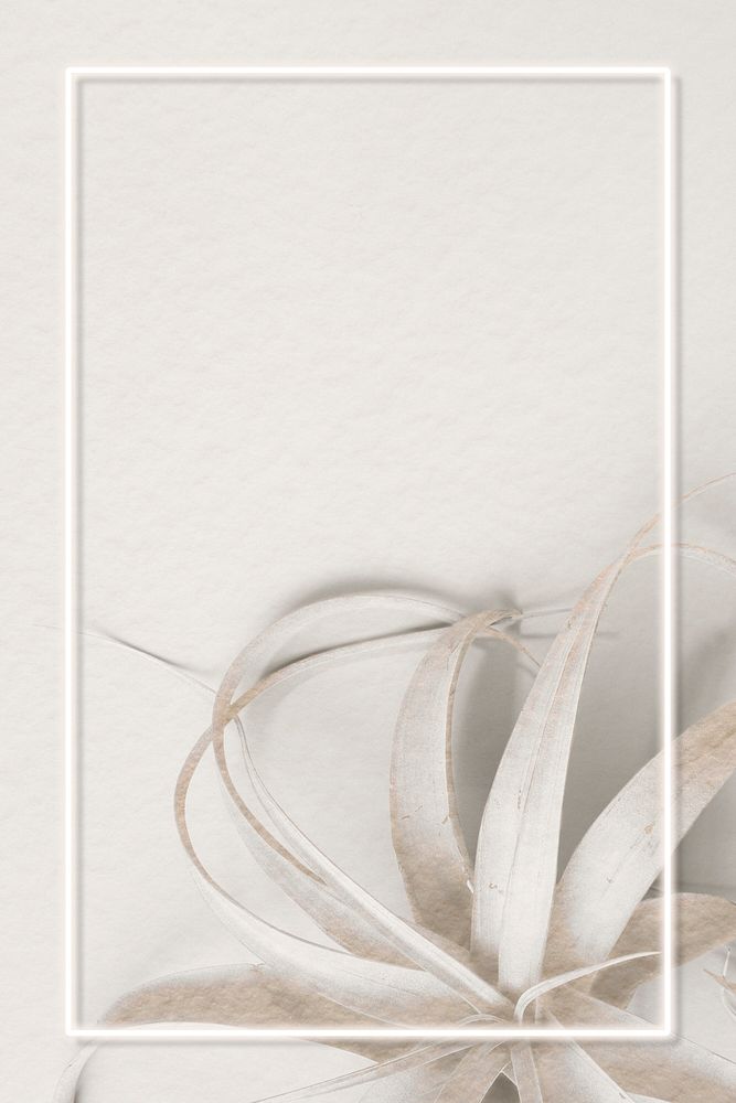 Rectangle frame on a white tillandsia plant background