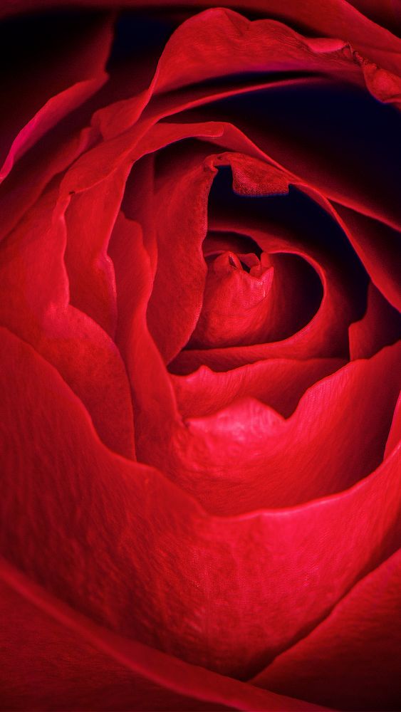 Red rose phone background wallpaper, aesthetic HD nature image