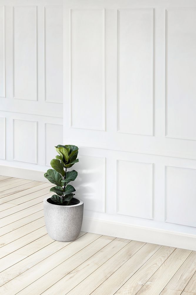 Empty white wall corner with plant pot on a wooden floor