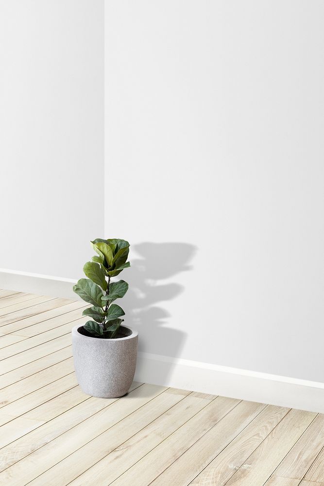 Empty white wall corner with plant pot on a wooden floor