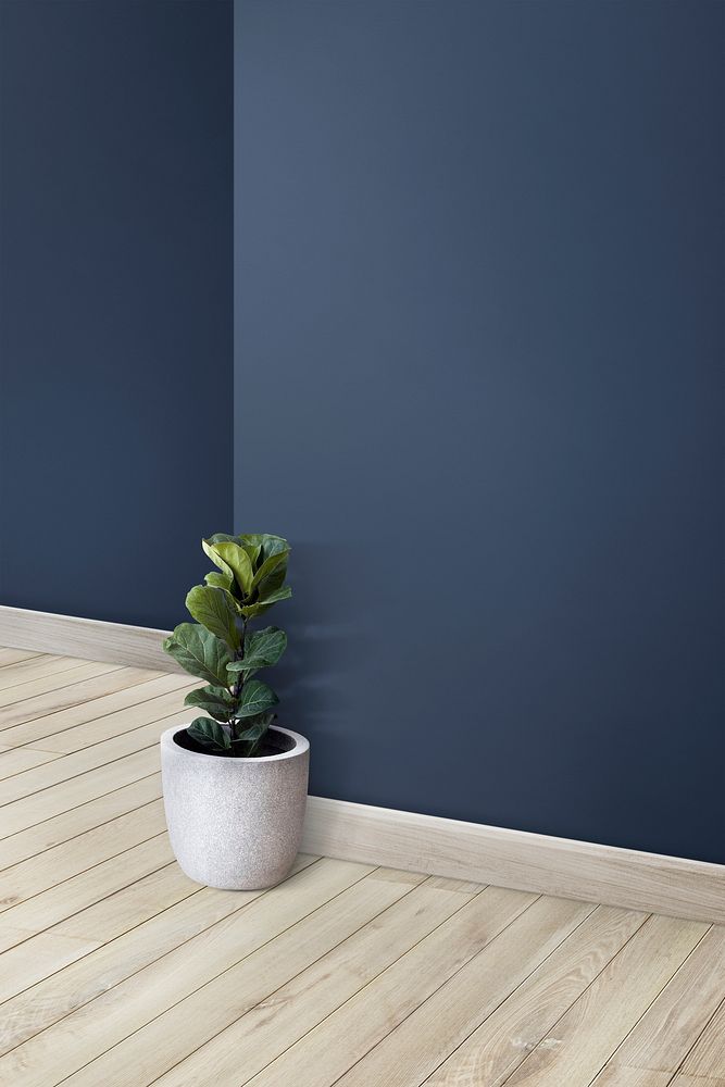 Empty blue wall corner with plant pot on a wooden floor