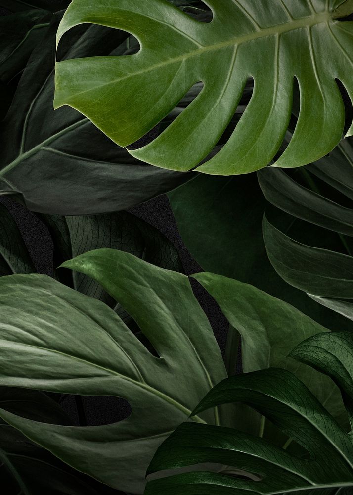 Green monstera nature background wallpaper