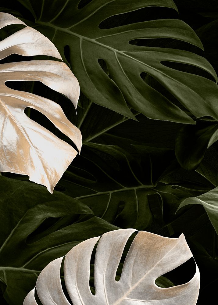 Tropical background monstera image psd 