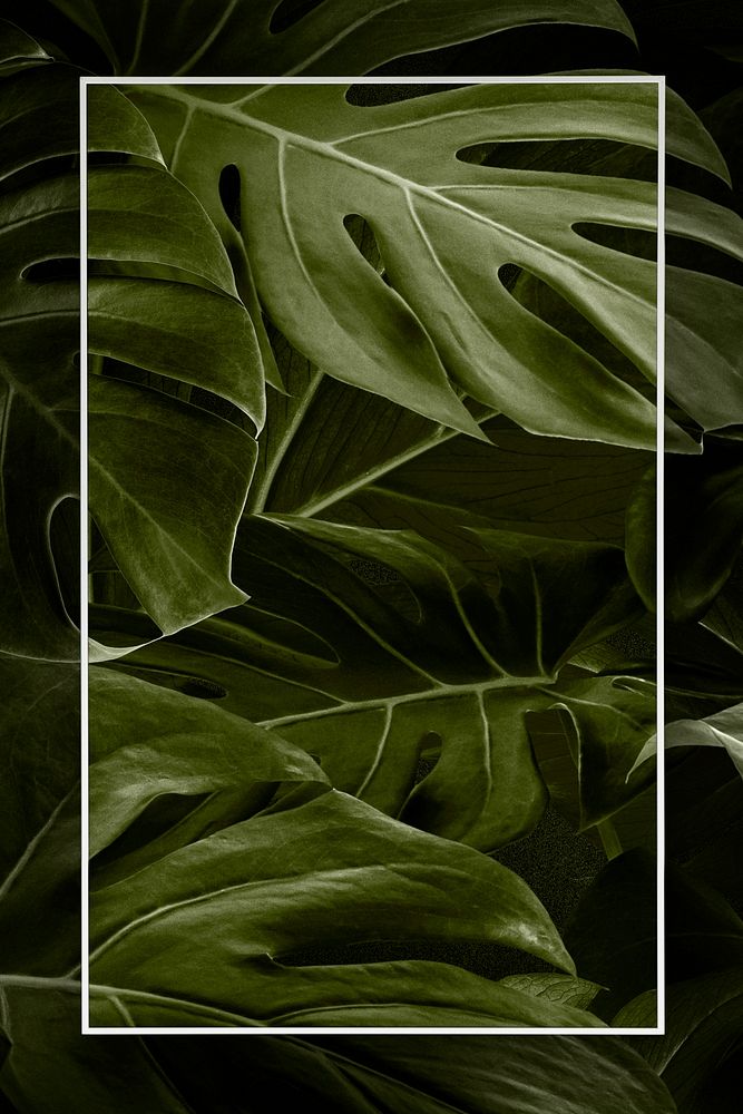 Rectangle leafy monstera nature frame psd