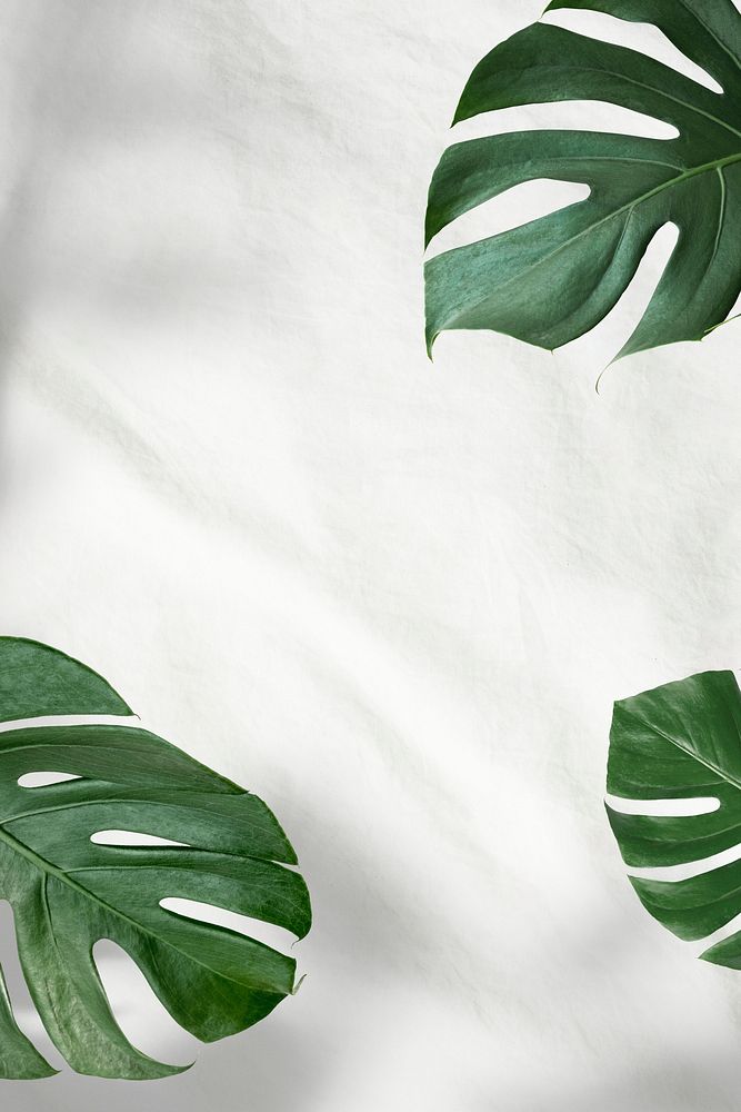 Green Monstera leaves white background | Premium PSD - rawpixel