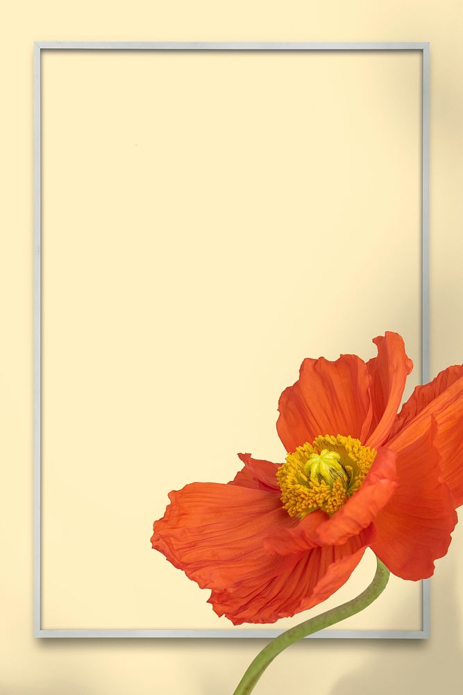 Red poppy flower frame on beige background