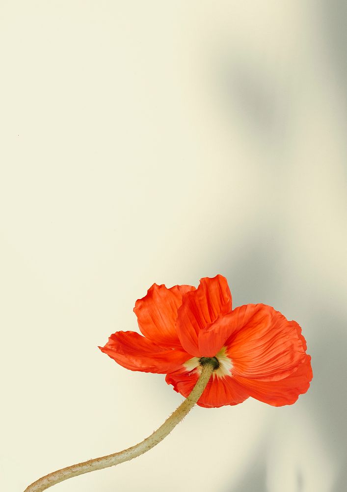 Red poppy flower on beige background