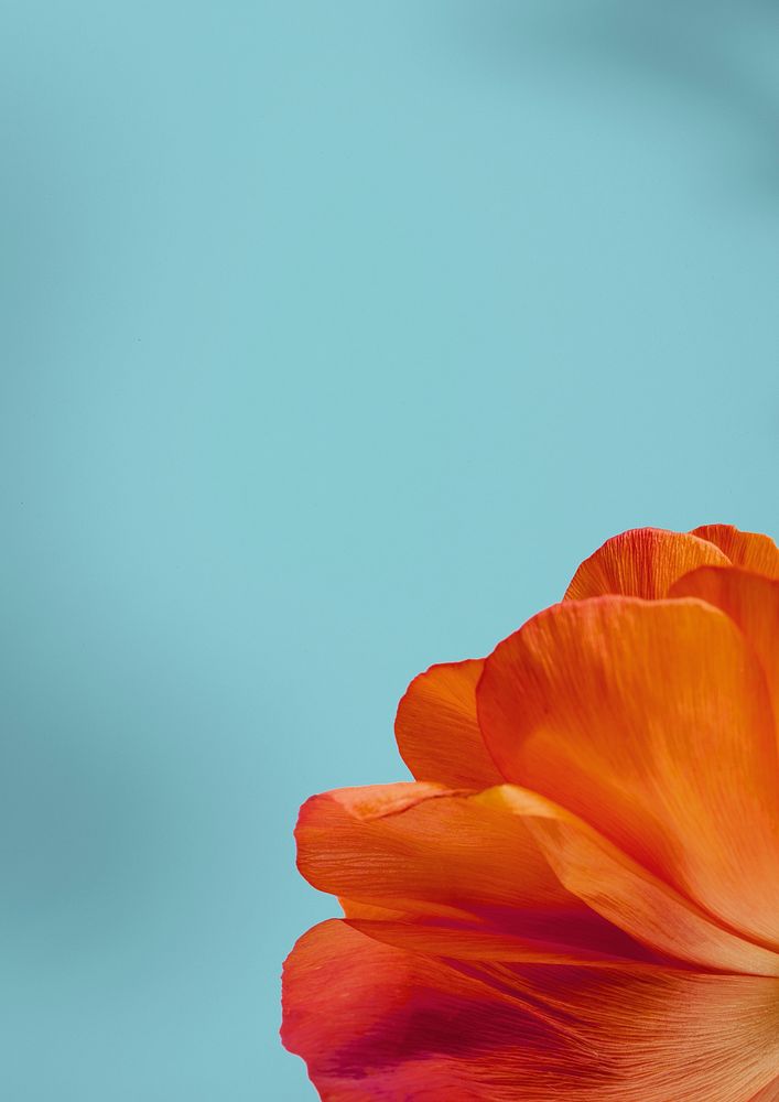 Closeup of red poppy flower petals on blue background