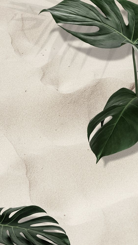 Green natural Monstera leaves on sandy background