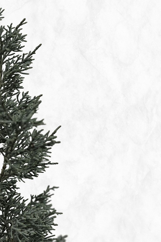 White Christmas pine tree psd background