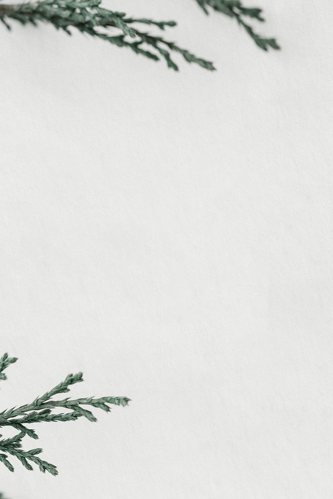 Pine branch background psd text space