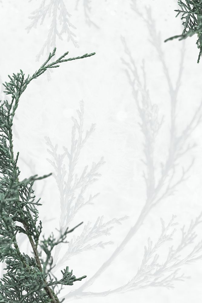 Psd Christmas white background pine tree