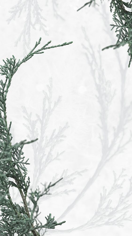 Green pine tree psd white winter background