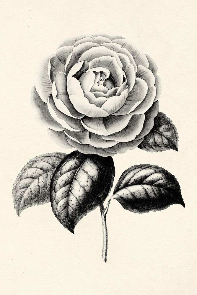 Psd black camellia flower vintage illustration sticker