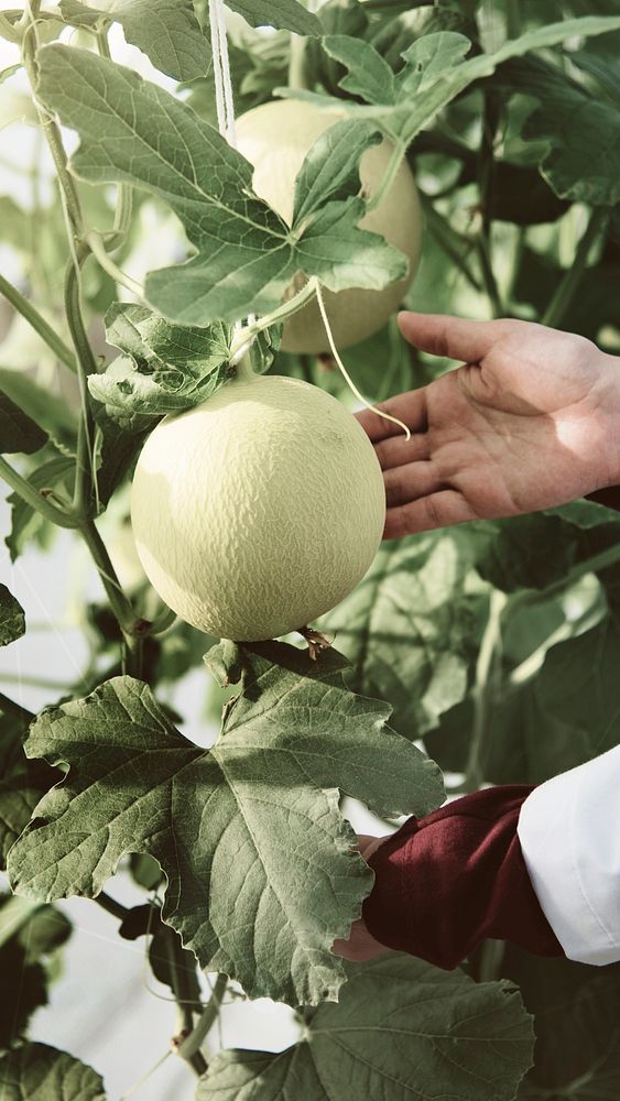 Farmer planting melon in a greenhouse