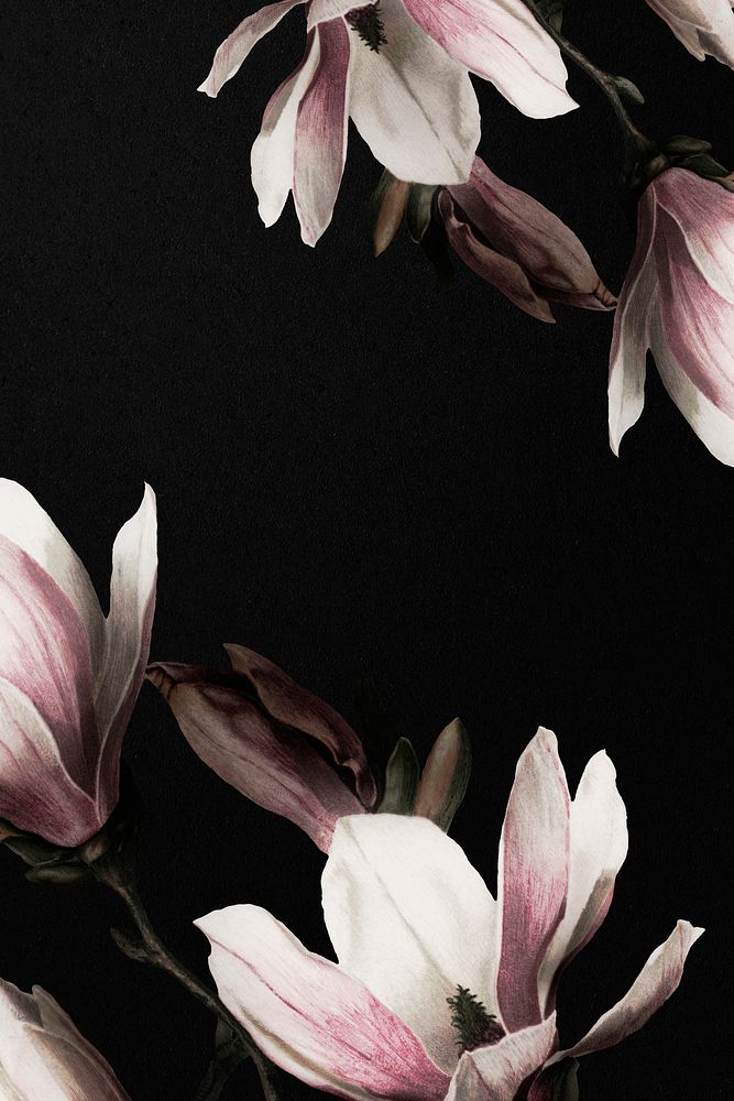 Magnolia border psd dramatic flower background