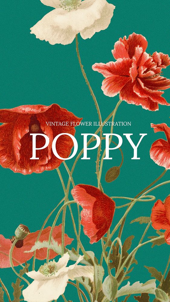 Poppy flower hand drawn background illustration, remixed from public domain artworks