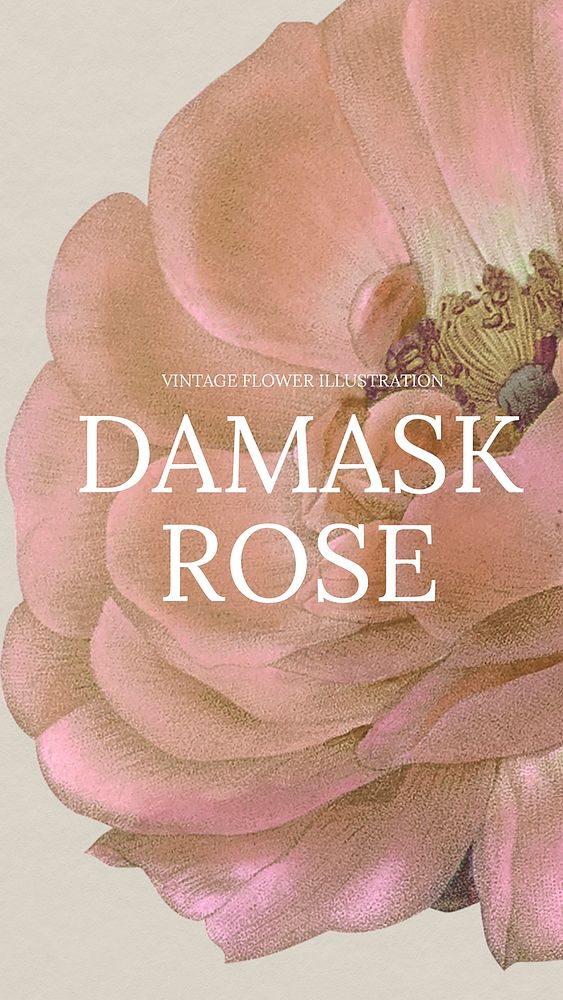 Vintage damask rose background illustration, remixed from public domain artworks