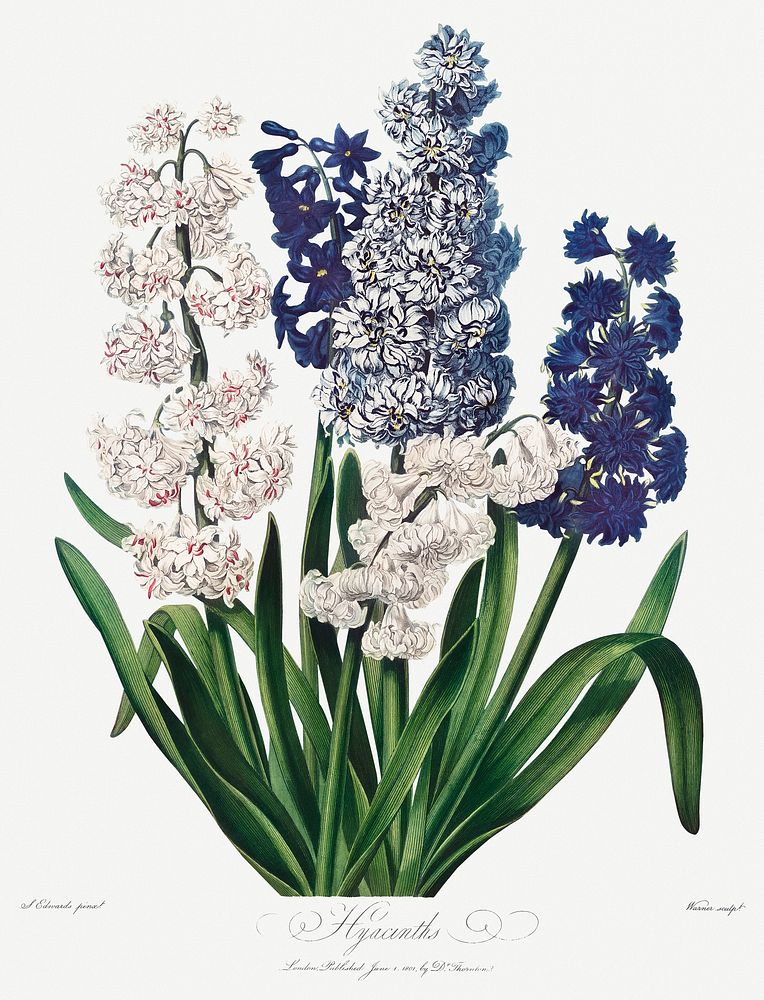 Hyacinths illustration