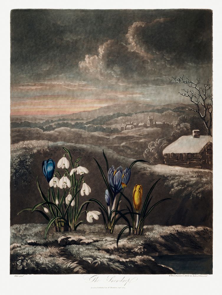 The Snowdrops from The Temple of Flora (1807) by Robert John Thornton. Original from Biodiversity Heritage Library.…