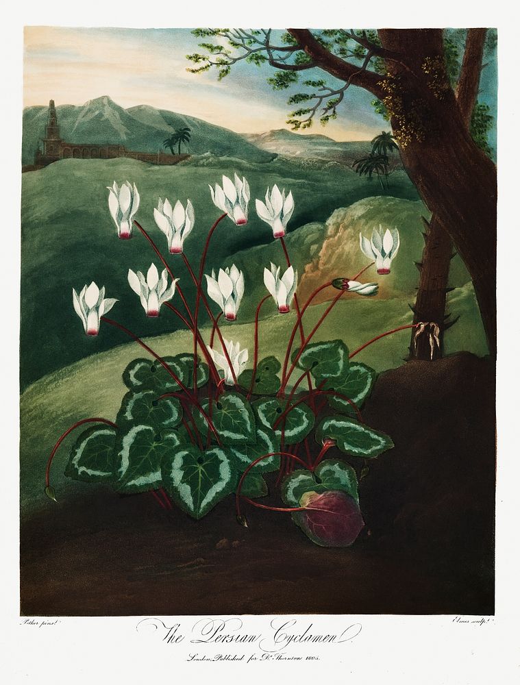 The Persian Cyclamen from The Temple of Flora (1807) by Robert John Thornton. Original from Biodiversity Heritage Library.…