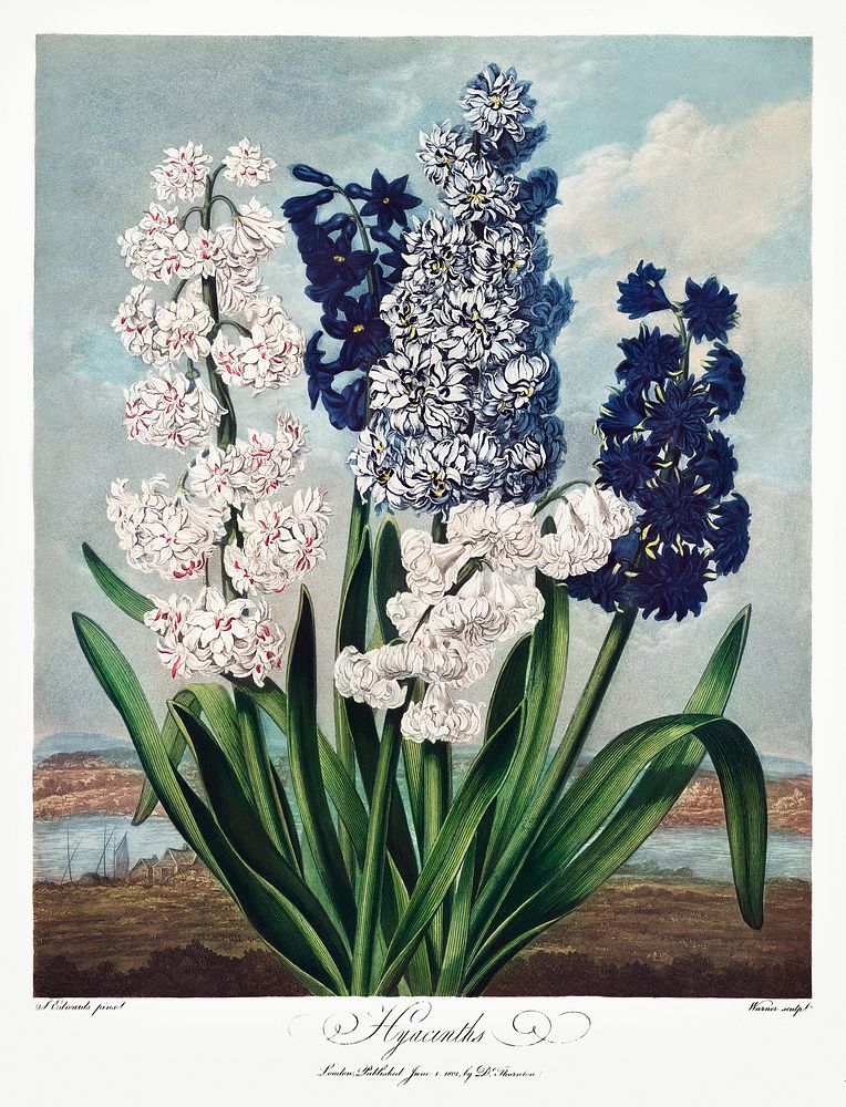 Hyacinths from The Temple of Flora (1807) by Robert John Thornton. Original from Biodiversity Heritage Library. Digitally…