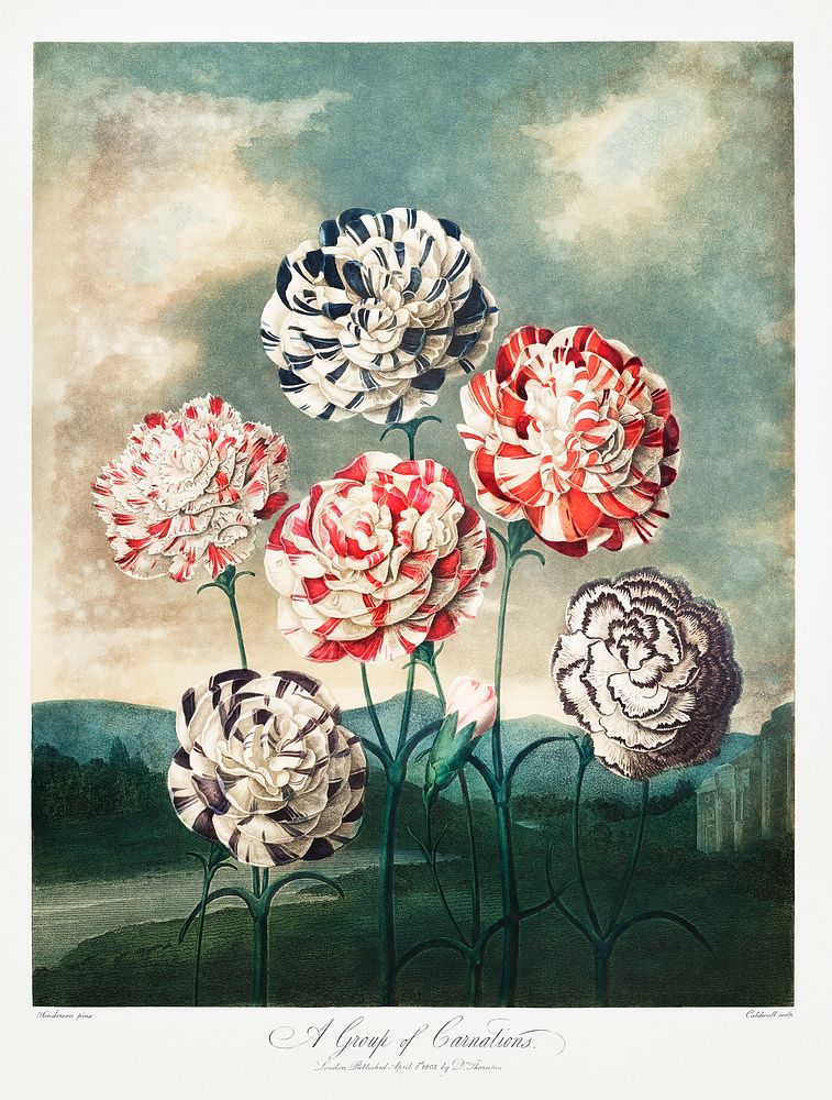 A Group of Carnations from The Temple of Flora (1807) by Robert John Thornton. Original from Biodiversity Heritage Library.…